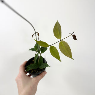 Hoya chloroleuca [#1643]