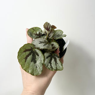 Begonia lanternaria [#2008]