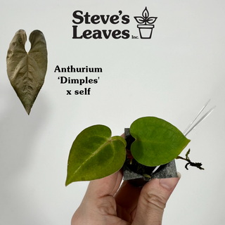 Anthurium 'Dimples' x self - Seedling [#1288]