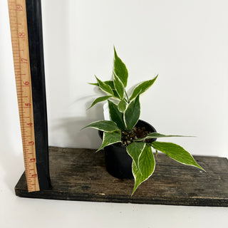 Hoya polyneura (outer variegated) [#2126]