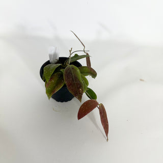 Z-4717 - Hoya minahasae **2nd Release**