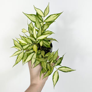 Hoya polyneura (inner variegated) [#2125]