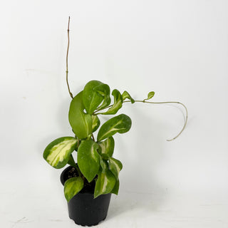 Hoya mindorensis variegata [#2341]