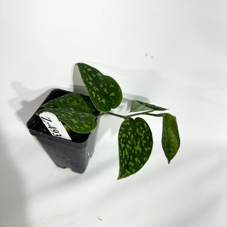 Z-4935 - Scindapsus pictus "Green Form" (Hassk)