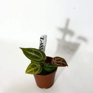 Z-4814 - Anthurium 'Tezula Dreamweaver'/dorayaki x 'Chuck Norris' - Seedling