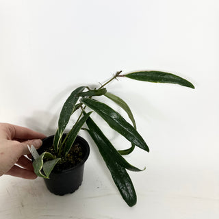 Hoya sulawesiana albo marginata [#2163]