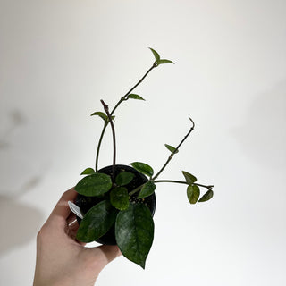 Hoya nutans [#2027]