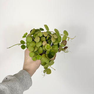 Dischidia vidalii [#2149]