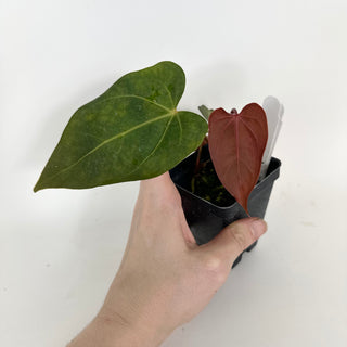 Anthurium Fairchild crystallinum/Red crystallinum x self [#2079]