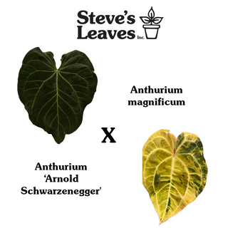 Anthurium magnificum x 'Arnold Schwarzenegger' - Seedling [#1530]