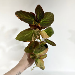 Begonia ‘Withlacoochee’ (Variegated) [#1876]