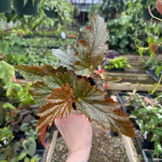 Begonia 'Merwin Ammerman'