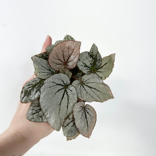 Begonia 'Rice Paper' [#1939]