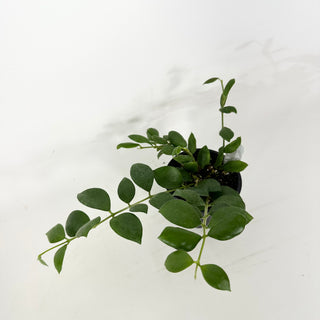 Hoya aeschynanthoides [#2364]