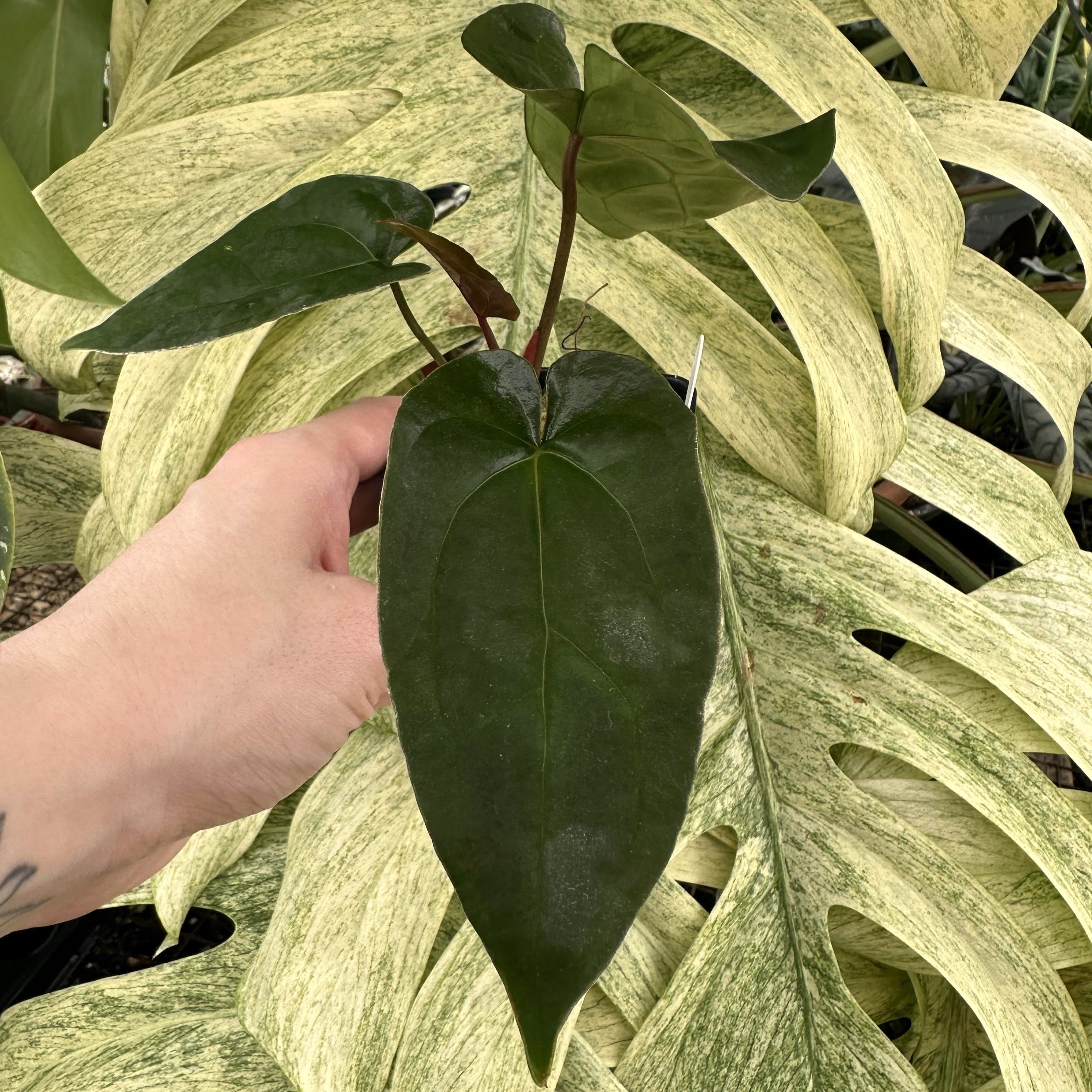 anthurium big Anthurium 'Big Bertha' x 'Amelia's Delight'
