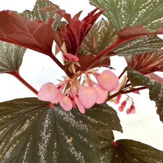 Begonia 'Bobbie Price'