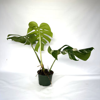 Monstera deliciosa var. borsigiana albo-variegata [#980]