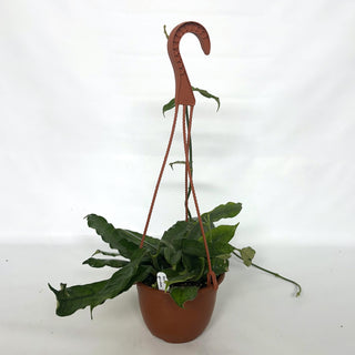 Hoya globulosa - 6" Hanging Basket