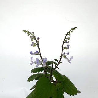 Z-2146 - Plectranthus ernstii (Bonsai Mint)