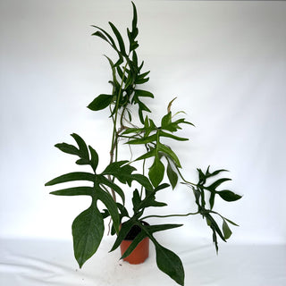 Z-2292 - Philodendron "Glad Hands"