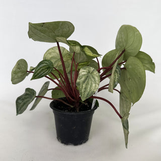 Z-2160 - Peperomia argyreia variegata