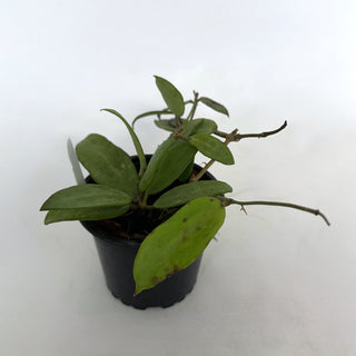 Z-2224 - Hoya 'Silver Lady'
