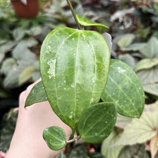 Hoya latifolia ‘Bai Bua’
