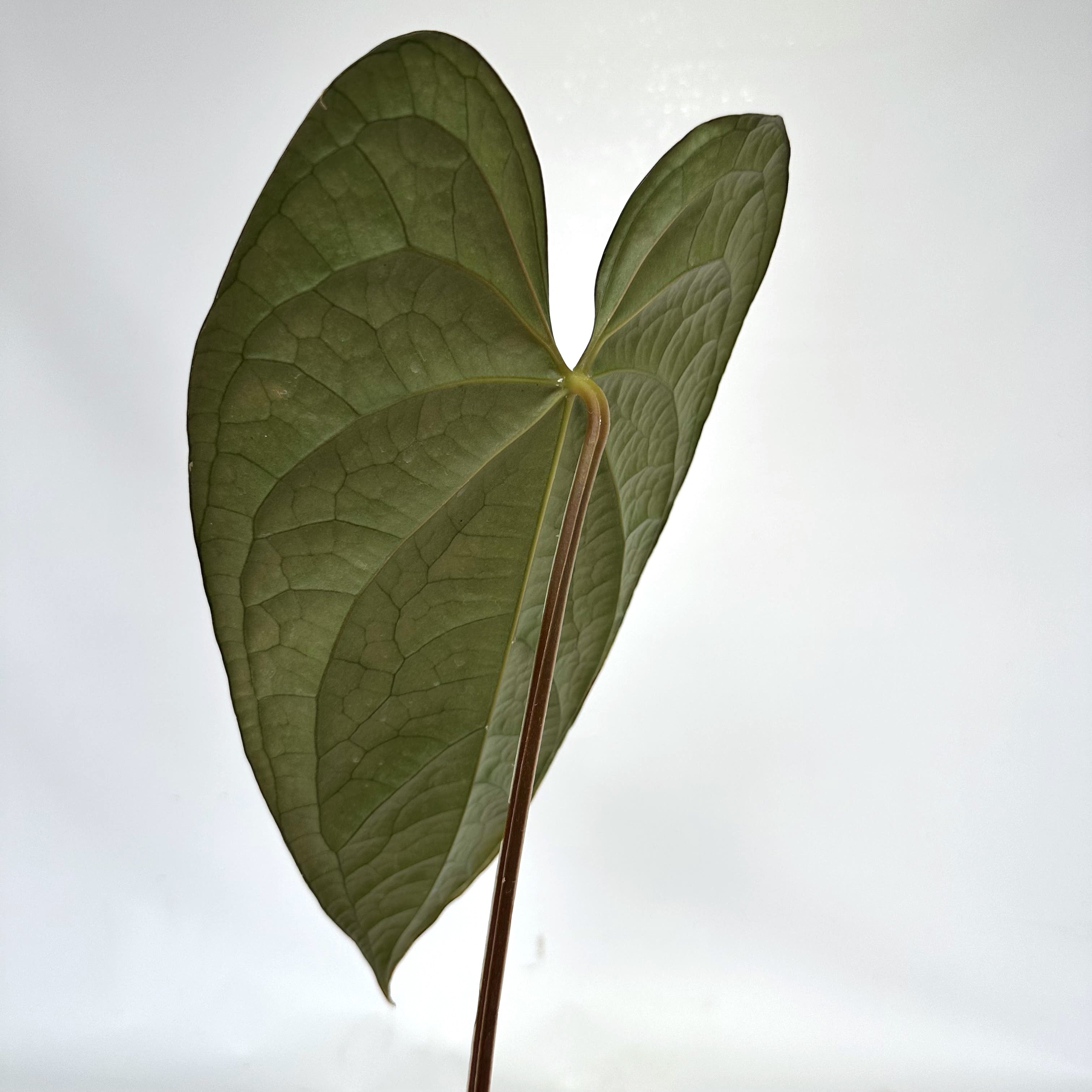 anthurium jungle fan Anthurium 'Jungle Giant' x luxurians