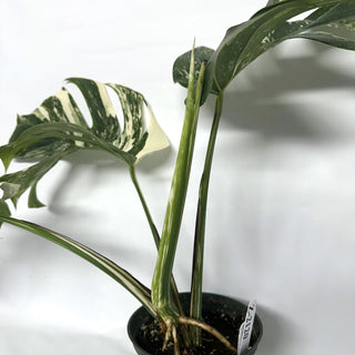 Z-2120 - Monstera deliciosa var. borsigiana albo-variegata
