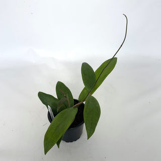 Z-2148 - Hoya 'Evy'