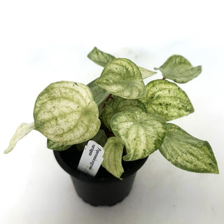 Peperomia argyreia variegata