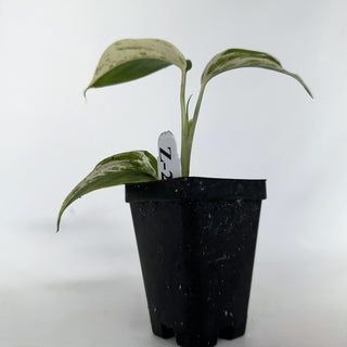 Z-2213 - Scindapsus hederaceus ‘Blue Albo’ **NEW Release**