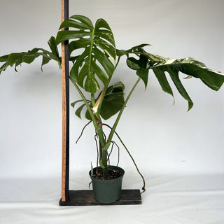 Z-2150 - Monstera deliciosa var. borsigiana albo-variegata