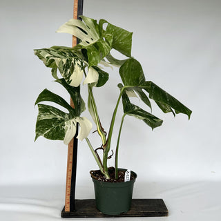 Z-2271 - Monstera deliciosa var. borsigiana albo-variegata