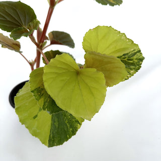 Begonia cucullata (variegated) [#978]