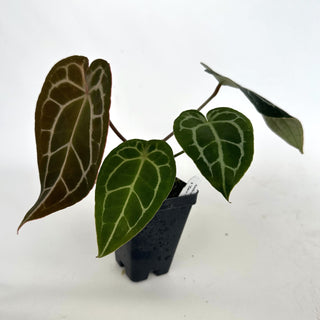 Z-2157 - Anthurium forgetii/'Ace of Spades' X 'Zara'/'Michele'