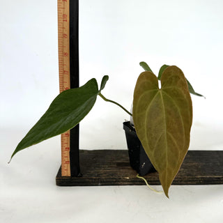 Z-2158 - Anthurium crystallinum x nigrolaminum 'Gigi'