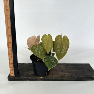 Z-2166 - Philodendron aff. brandtianum (Shingling Form)