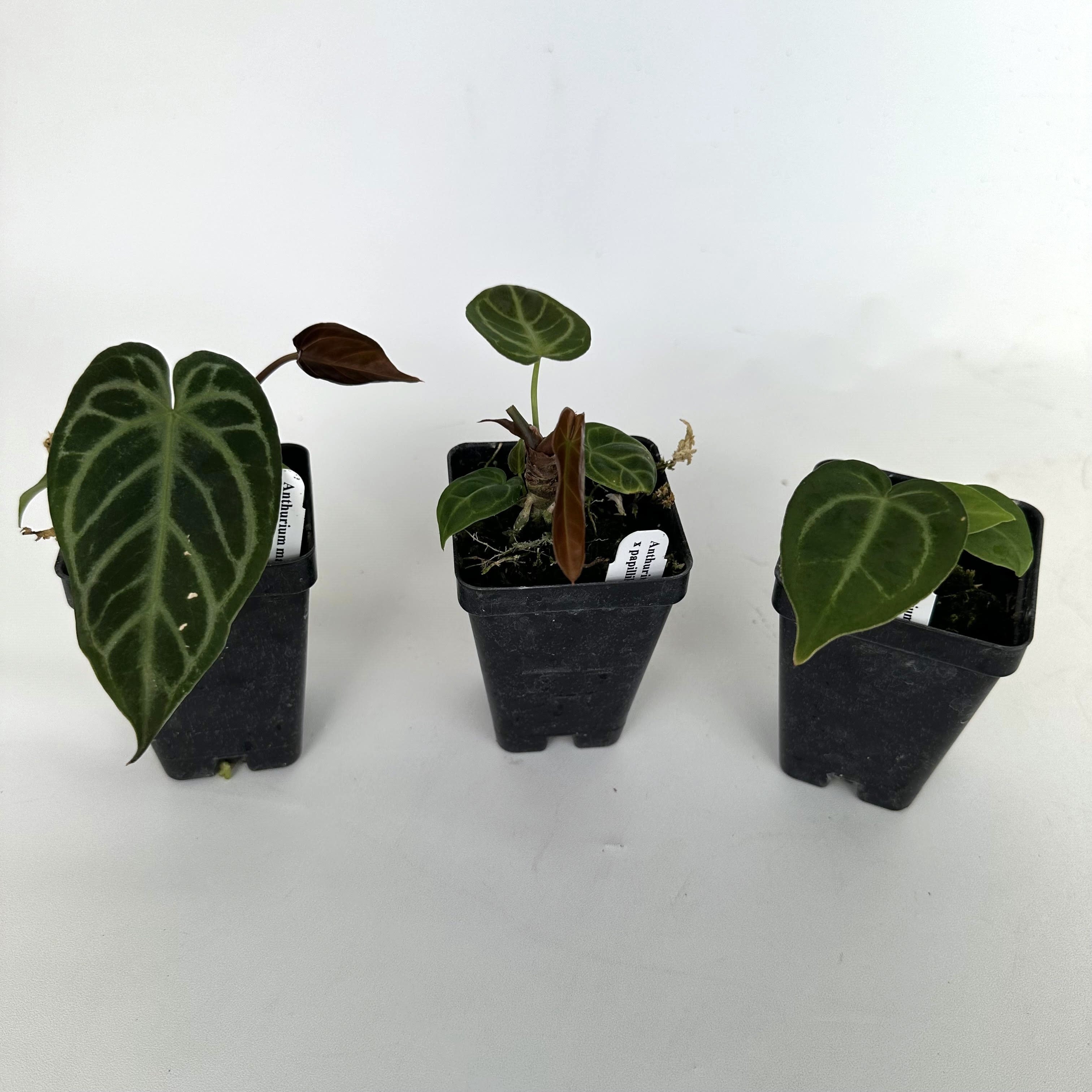 anthurium m Anthurium magnificum/forgetii x papillilaminum (Ree Garden)
