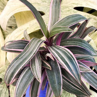 Tradescantia spathacea 'Tricolor'