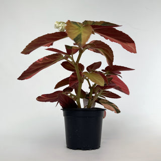 Z-2156 - Begonia ‘Withlacoochee’ (Variegated)