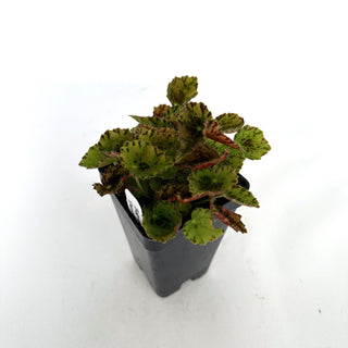 Begonia 'Dancing Vera'