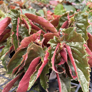 Begonia 'Ginny'