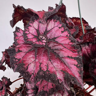Z-2181 - Begonia 'Steve's Leaves Phantom' - 10in Hanging Basket **NEW**