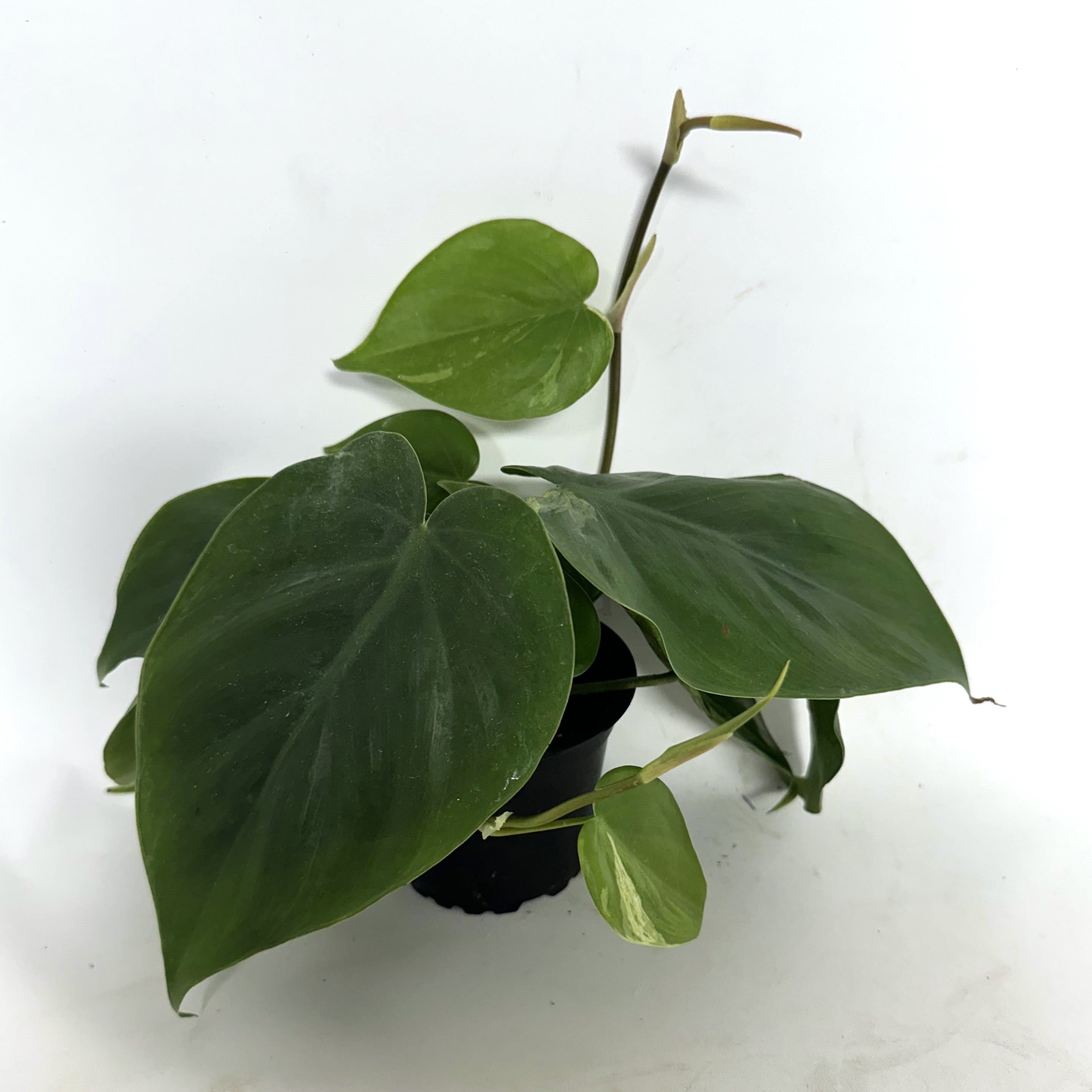 philodendron hederaceum order Philodendron hederaceum variegata (low color)