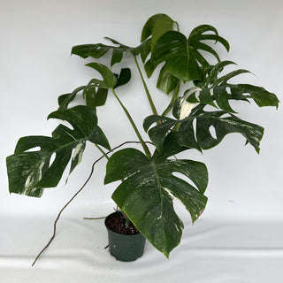 Z-2151 - Monstera deliciosa var. borsigiana albo-variegata