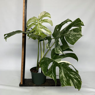 Z-2269 - Monstera deliciosa var. borsigiana albo-variegata