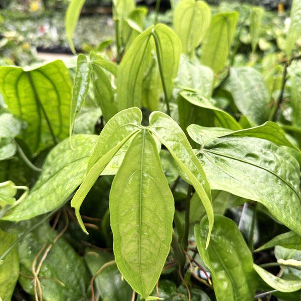 Anthurium sp. Limon | Rare Anthurium with Tri-Lobed Leaves