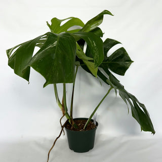 Z-2208 - Monstera deliciosa var. borsigiana albo-variegata