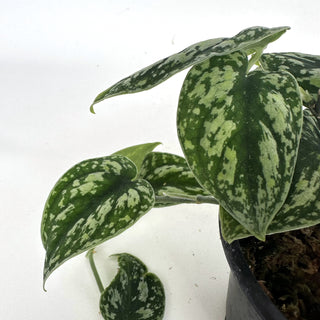 Z-2192 - Scindapsus pictus "Tricolor"